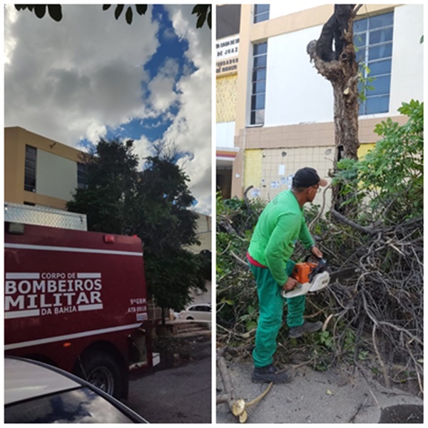 Prefeitura de Juazeiro atende chamado do Corpo de Bombeiros e retira árvore comprometida na Praça da Misericórdia